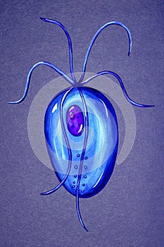 Trichomonas vaginalis, sexually transmitted protozoan, the causative agent of trichomoniasis in men and women