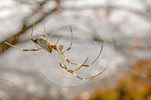 A Trichonephila clavata or a Joro spider.