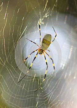 Trichonephila clavata spider