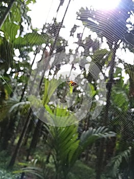 Trichonephila clavata spider net