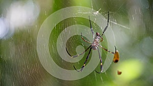 Trichonephila clavipes is a common species of spider