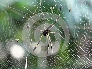 Trichonephila clavipes in her painting, (Golden Orb Spider in its web), Tortuguero, Costa Rica