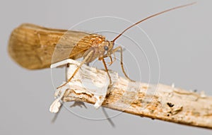 Trichoptera