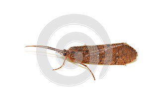 Trichoptera aquatic insect on white