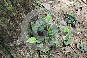 A Trichopus Zeylanicus plant ( Bimpol plant) grows near a Rubber tree roots