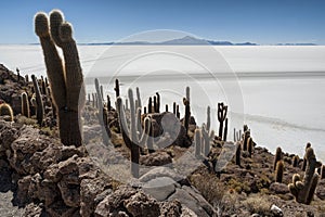 Trichoreceus Cactus on Isla Incahuasi Isla del Pescado in the middle of the world`s biggest salt plain Salar de Uyuni, Bolivia photo