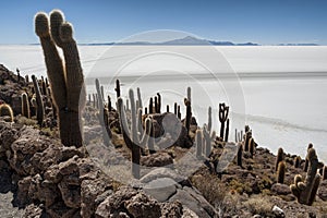 Trichoreceus Cactus on Isla Incahuasi Isla del Pescado in the middle of the world`s biggest salt plain Salar de Uyuni, Bolivia