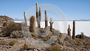 Trichoreceus Cactus on Isla Incahuasi Isla del Pescado in the middle of the world`s biggest salt plain Salar de Uyuni, Bolivia