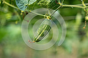 Trichosanthes dioica, also known as pointed gourd, is a vine plant in the family Cucurbitaceae, similar to cucumber and squash, th