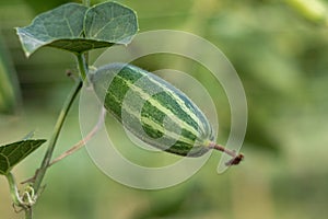 Trichosanthes dioica, also known as pointed gourd, is a vine plant in the family Cucurbitaceae, similar to cucumber and squash, th