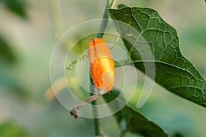 Trichosanthes dioica, also known as pointed gourd, is a vine plant in the family Cucurbitaceae, similar to cucumber and squash, th