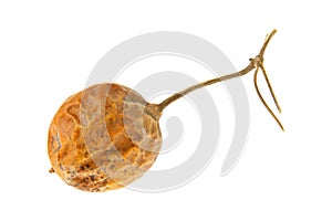 Trichosanthes kirilowii on a white background