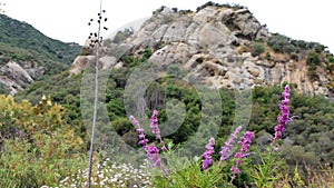 Trichostema Lanatum Bloom - Santa Monica Mtns - 060723