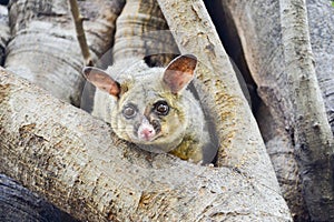 Trichosurus vulpecula, common brushtail possum, Australia photo