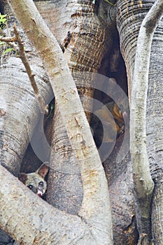 Trichosurus vulpecula 1, common brushtail possum, Australia