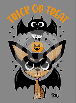 Trick or treat - cute baby bat and chihuahua dog with bat wings. Scary pumpkin and little spider.