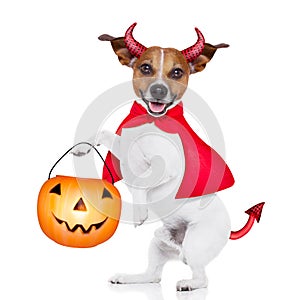 Trick or treat dog