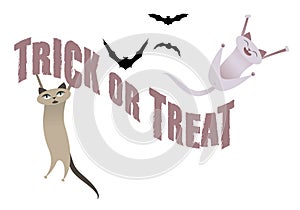 Trick or Treat. Funny cats having fun on Halloween time.