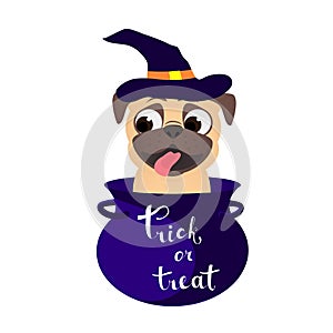 Trick or treat. Funny pug in pot with magic potion. Humor Halloween vector illustration with dog