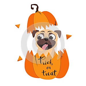 Trick or treat. Funny pug in pumpkin. Humor Halloween vector illustration with dog