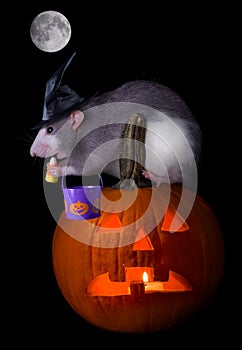 Trick or treat rat