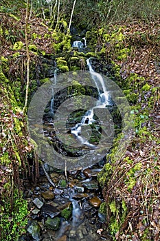 Trickle of water over moss and rocks at Melincourt waterfalls