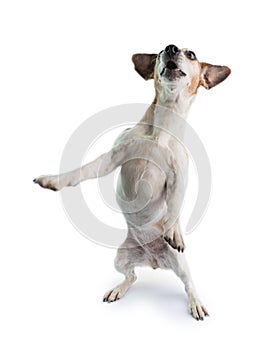 Tricks dancing surprising dog