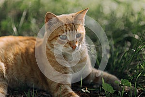 Tricky ginger cat