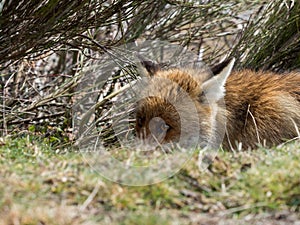 Tricky red fox (Vulpes vulpes) ready to ambush