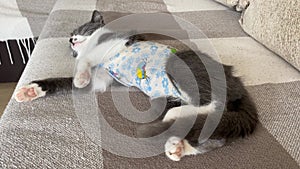 Tricky sick domestic cat sleeps after surgery at home and waving its tail. Postoperative bandage. Care of a pet after a