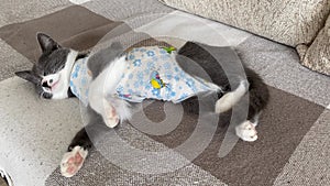 Tricky sick domestic cat sleeps after surgery at home and waving its tail. Postoperative bandage. Care of a pet after a