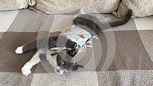 Tricky sick domestic cat sleeps after surgery at home and waving its tail. Postoperative bandage. Care of a pet after a