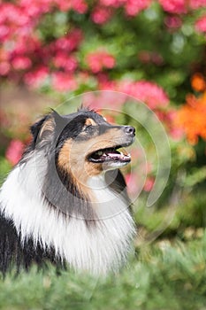 Tricolor adorable sheltie portrait