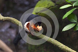 Tricolor asian prevost`s squirrel sits on a stump in a rainforest and gnaw a nut