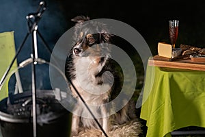Tricolor Australian Shepherd dog sits next to a campfire and table with food and drink. At the campsite at night in