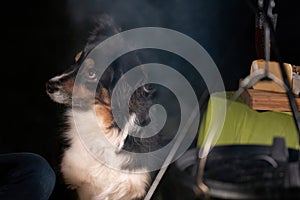 Tricolor Australian Shepherd dog sits next to a campfire and table with food and drink. At the campsite at night in