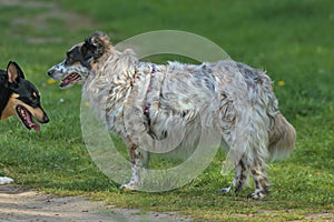 Tricolor Australian Shepherd on green grass in a field.