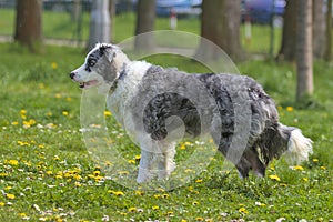 Tricolor Australian Shepherd on green grass in a field.