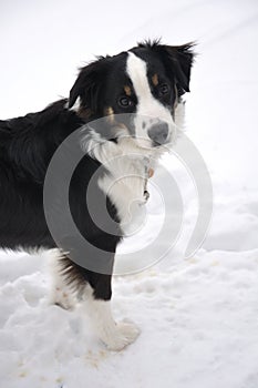 Tricolor Australian Shepherd on the Snow