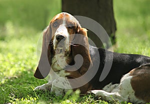 Tricolor Basset Hound Limousine Dog