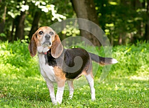 A tricolor Beagle mixed breed dog with droopy ears photo
