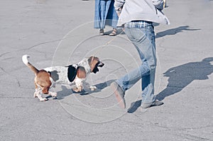 Tricolor beautiful adorable basset hound runs with dog owner at the dog show