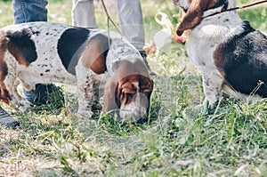 Tricolor beautiful adorable basset hound staying on grass. Basset hound hunting dog looking for sniffing prey