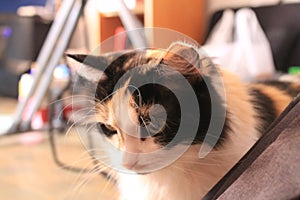 Tricolor beautiful cat sitting on the floor