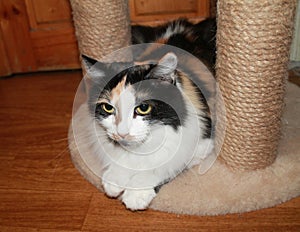 Tricolor beautiful cat sitting on the floor