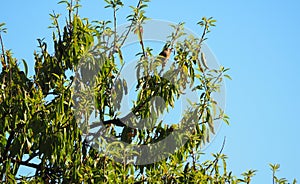 Tricolor bird perched on almond tree, lerida, spain, europe