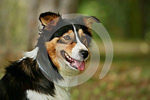 Tricolor border collie