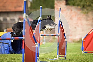 Tricolor border collie in agility race on Ratenice competition.