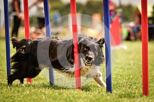 Tricolor border collie in agility slalom