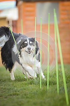 Tricolor border collie in agility slalom